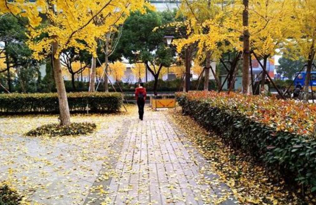 冬天清晨即景.jpg